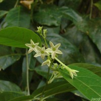 Cestrum nocturnum L.